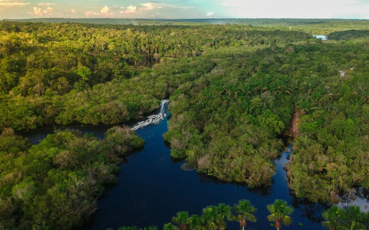 Les ONG financent-elles les bonnes espèces Enquête sur un déséquilibre inquiétant Les ONG financent-elles les bonnes espèces Enquête sur un déséquilibre inquiétant