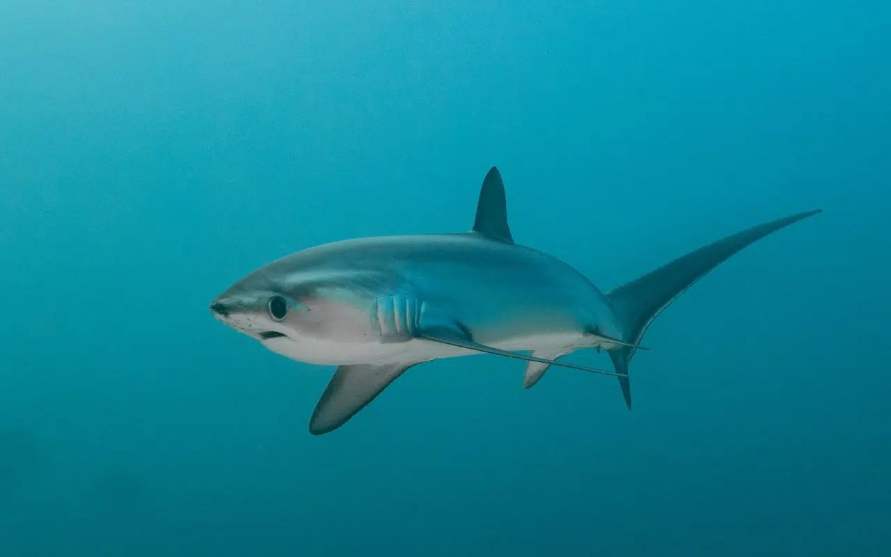 Pourquoi les requins disparaissent-ils malgré les interdictions de pêche Pourquoi les requins disparaissent-ils malgré les interdictions de pêche