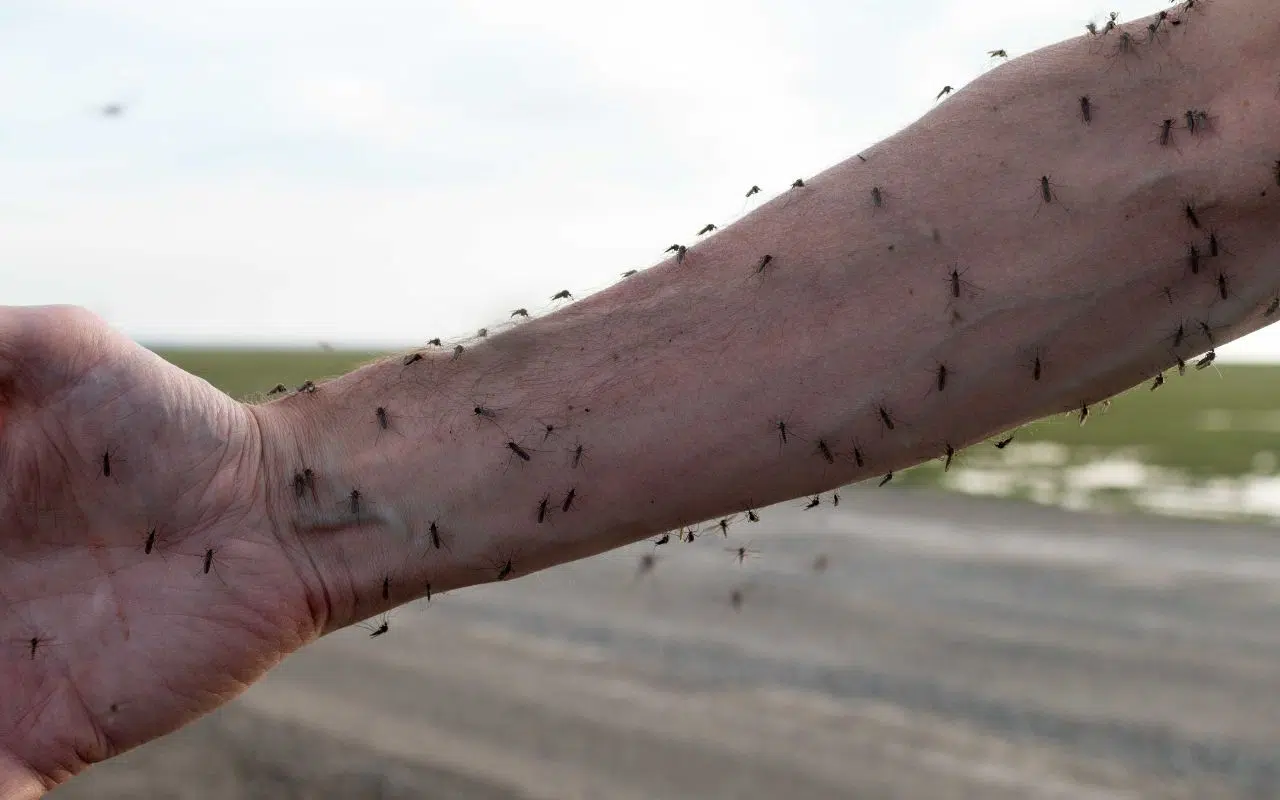 Quelle est l'odeur que détestent les moustiques