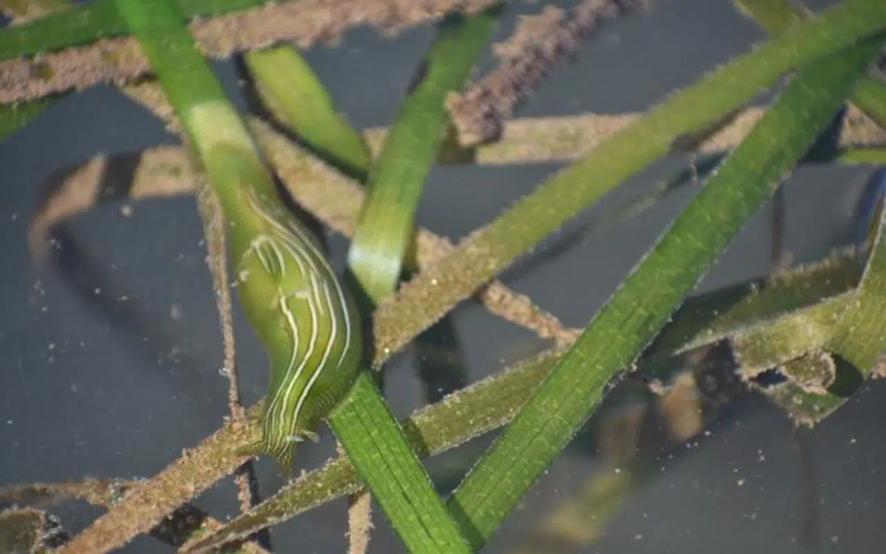 Une minuscule limace de mer pourrait avoir un impact important sur la réussite des efforts de conservation des zones côtières à l'ère du changement climatique Une minuscule limace de mer pourrait avoir un impact important sur la réussite des efforts de conservation des zones côtières à l'ère du changement climatique