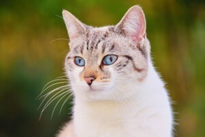 Les chats de ce pays transportent un parasite qui est encore pire que les punaises de lit françaises