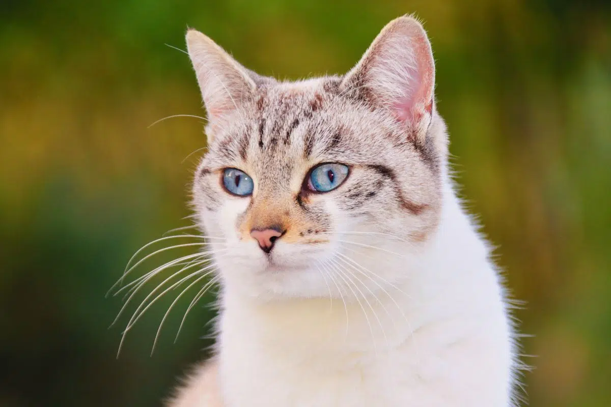 Les chats de ce pays transportent un parasite qui est encore pire que les punaises de lit françaises Les chats de ce pays transportent un parasite qui est encore pire que les punaises de lit françaises