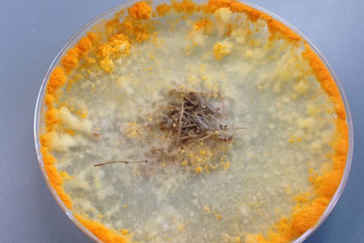 Neurospora crassa mangeant de la biomasse végétale (source : Vincent Wu/JGI).