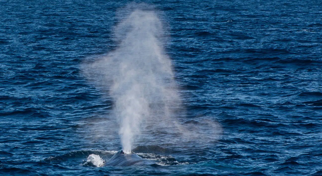 Pourquoi les Odontocètes ont un seul event et les Mysticètes en ont deux Pourquoi les Odontocètes ont un seul event et les Mysticètes en ont deux