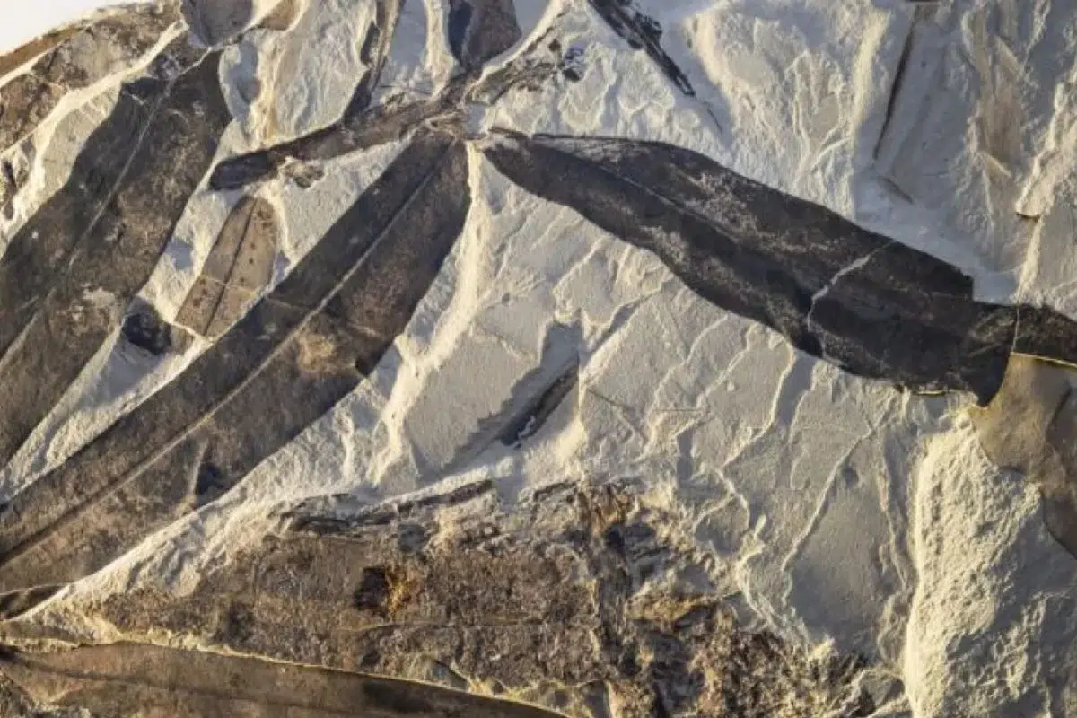 Oublié dans une collection, la (re)découverte de ce fossile pose un véritable problème aux scientifiques puisqu'il n'appartient à aucune famille connue du vivant Oublié dans une collection, la (re)découverte de ce fossile pose un véritable problème aux scientifiques puisqu'il n'appartient à aucune famille connue du vivant