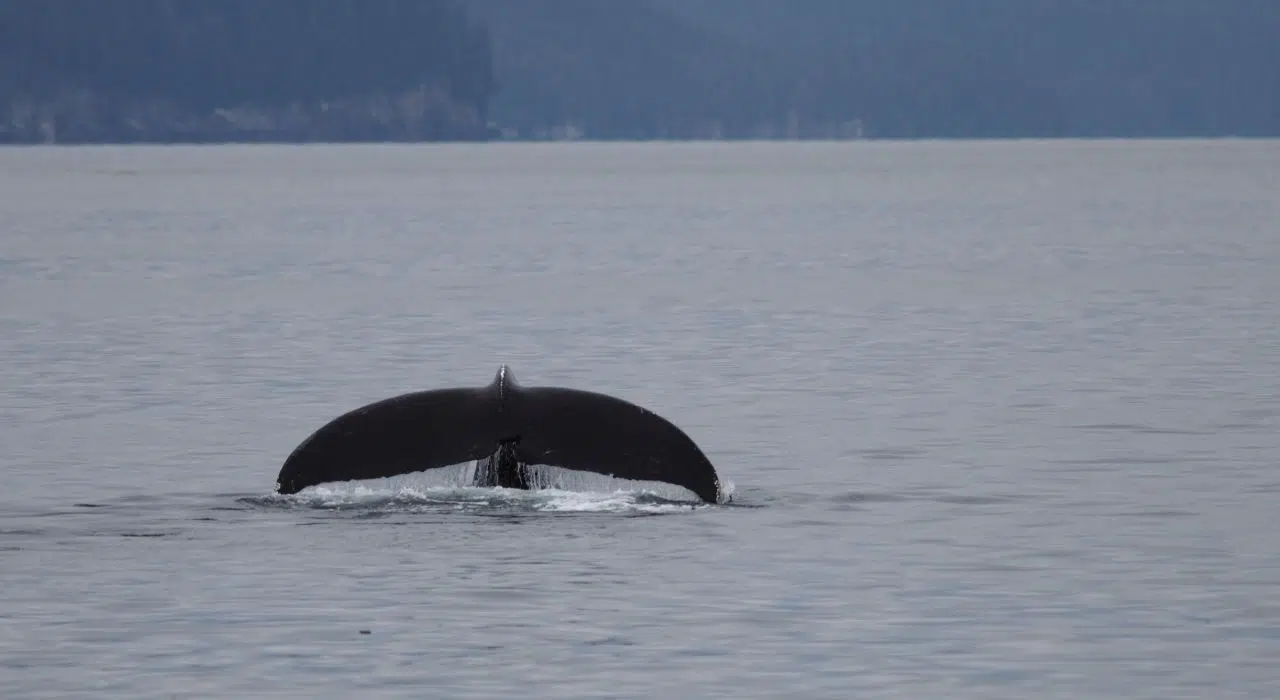 Ces géants des océans sont en train de disparaître… et personne n’en parle Ces géants des océans sont en train de disparaître… et personne n’en parle