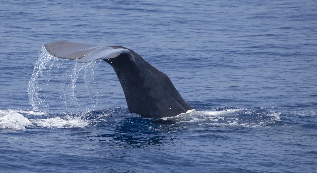 Des objets en os de baleine transportés sur plus de 100 km autour du golfe de Gascogne Des objets en os de baleine transportés sur plus de 100 km autour du golfe de Gascogne