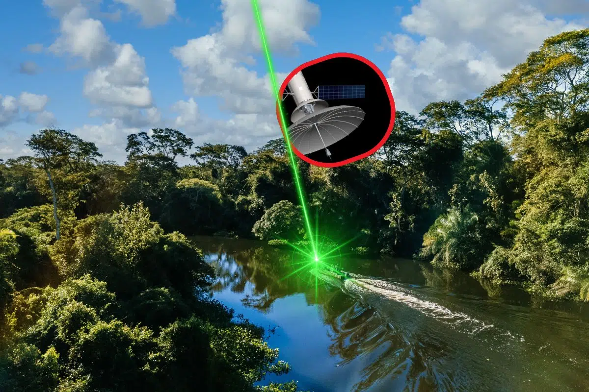 La présence de cette plante croit de 10 à 24 % tous les 10 ans ! Au point que son expansion visible de l'espace est désormais une menace pour nos forêts tropicales