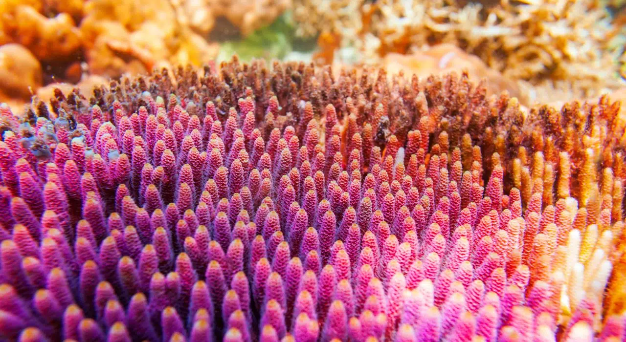 Espoir Pourquoi certains récifs coralliens résistent au blanchissement Espoir Pourquoi certains récifs coralliens résistent au blanchissement