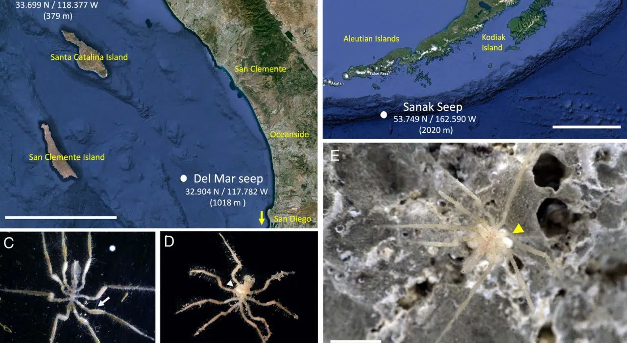 Incroyable découverte d'araignées de mer « alimentées au méthane » et découvertes dans les profondeurs marines Incroyable découverte d'araignées de mer « alimentées au méthane » et découvertes dans les profondeurs marines