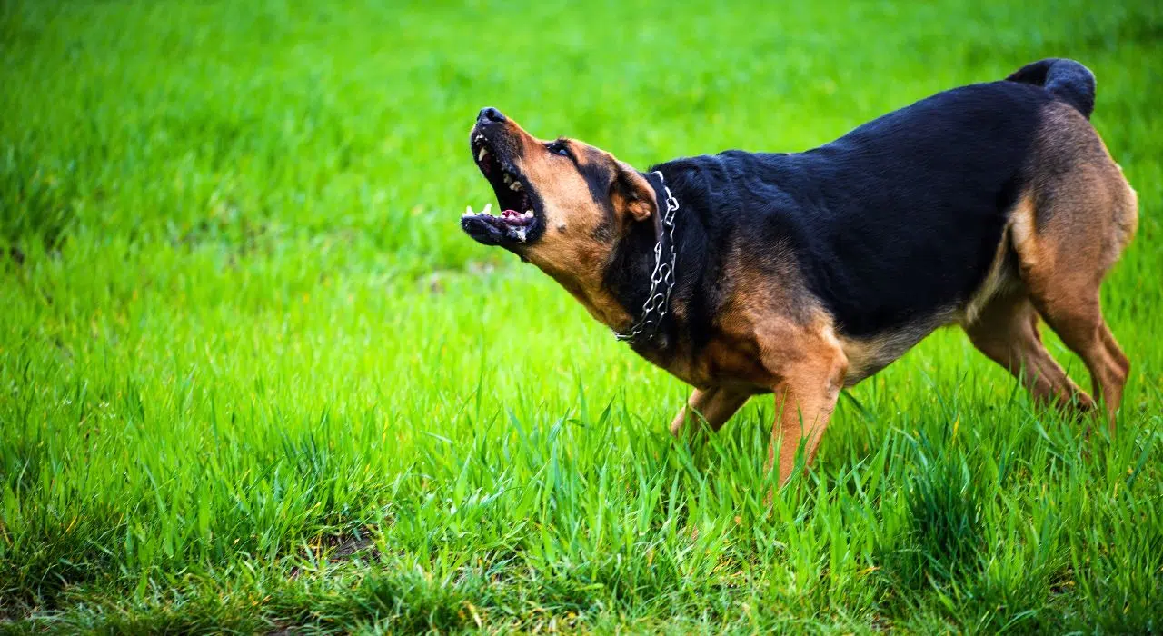 Le virus de la rage circule encore les précautions à prendre en 2025 par le ministère de l’Agriculture et de la Souveraineté alimentaire