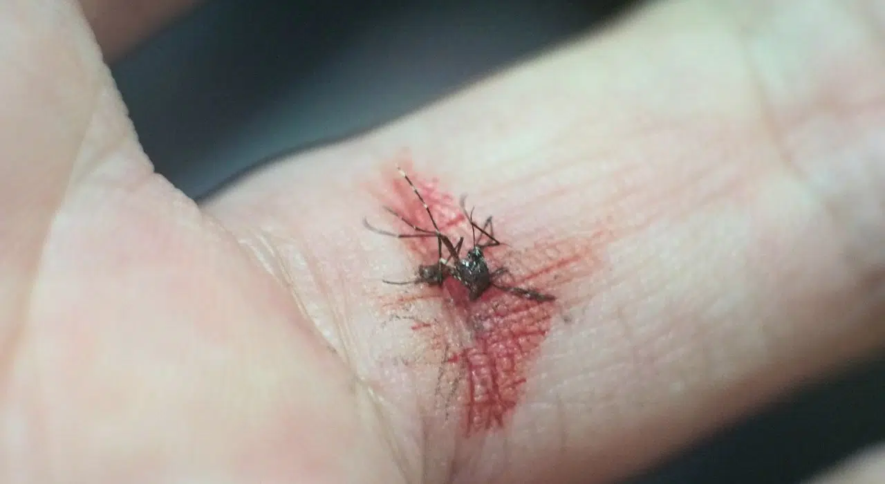 Les moustiques ne piquent pas que les humains ou les mammifères et c'est inquiétant, c'est ce que montre une analyse de 15 600 repas sanguins