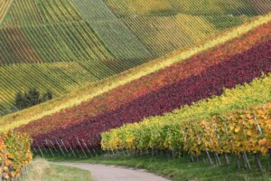 400 millions d'années que la solution était sous nos yeux et cette entreprise française veut bousculer l'agriculture traditionnelle en utilisant la mycorhization