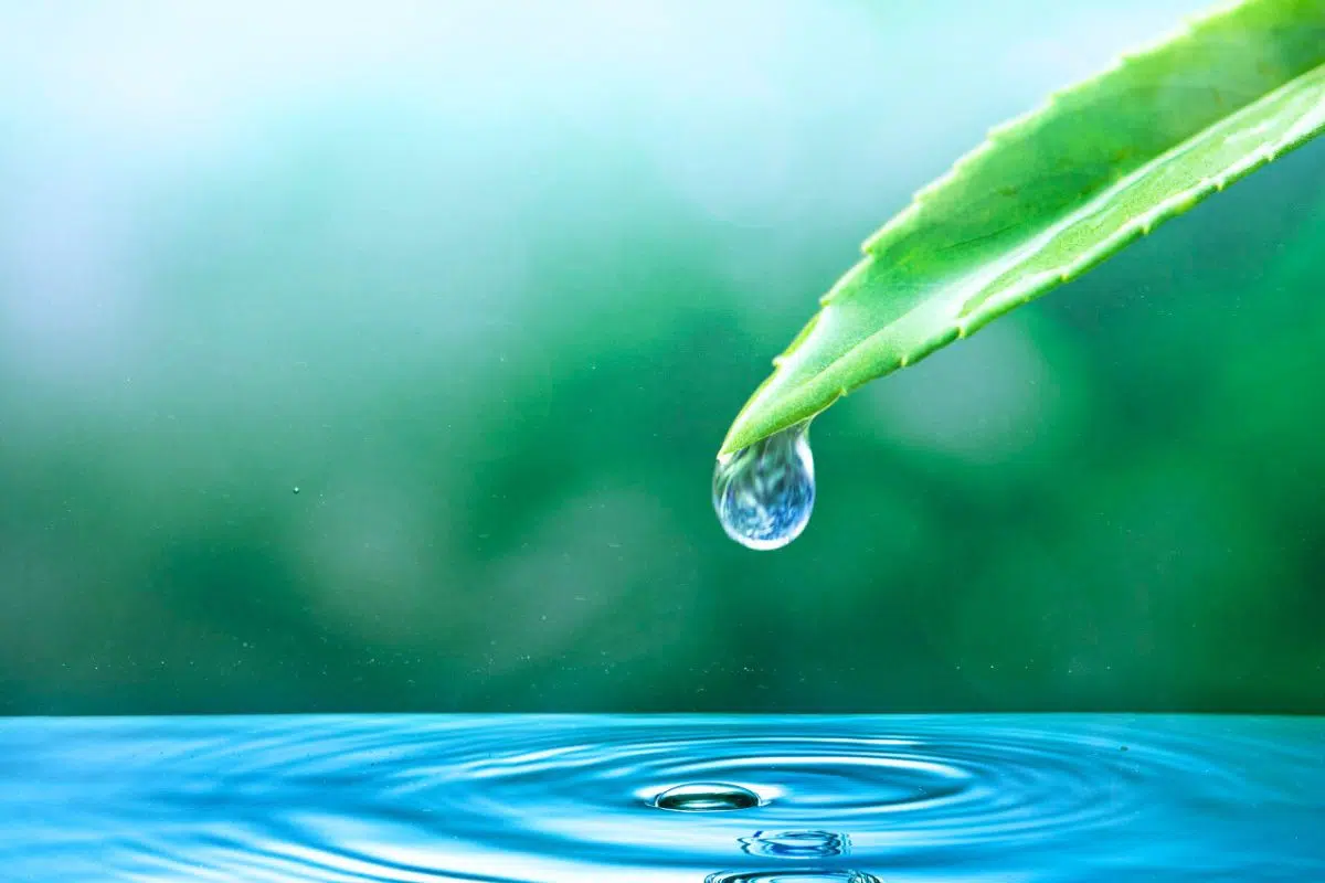 Six secondes pour changer le destin de l’agriculture mondiale ? C’est l’espoir que vient de faire naître cette découverte américaine face à un problème vieux de cent ans Six secondes pour changer le destin de l’agriculture mondiale ? C’est l’espoir que vient de faire naître cette découverte américaine face à un problème vieux de cent ans