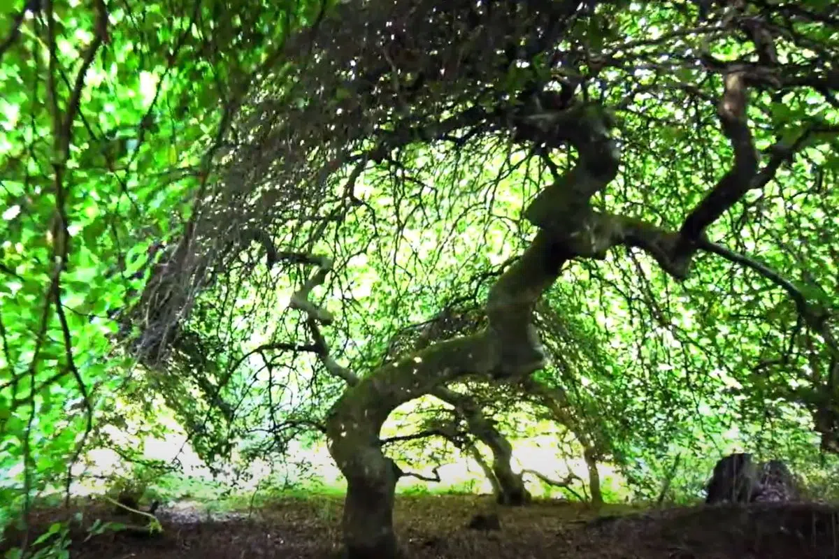 Ce lieu unique au monde à 2H de Paris abrite une forêt de plus de 1000 de ses arbres Ce lieu unique au monde à 2H de Paris abrite une forêt de plus de 1000 de ses arbres