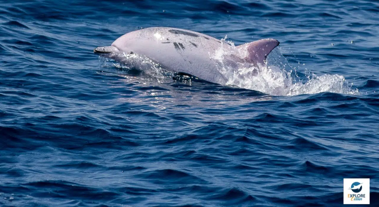 Avis de recherche pour ce dauphin blanc disparu au large du Golfe de Gascogne Avis de recherche pour ce dauphin blanc disparu au large du Golfe de Gascogne