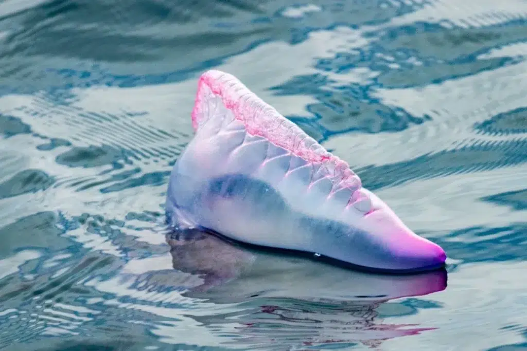 La physalie peut mesurer jusqu’à 30 centimètres pour la partie émergée, mais cache sous l’eau des tentacules pouvant dépasser les 10 mètres de long.