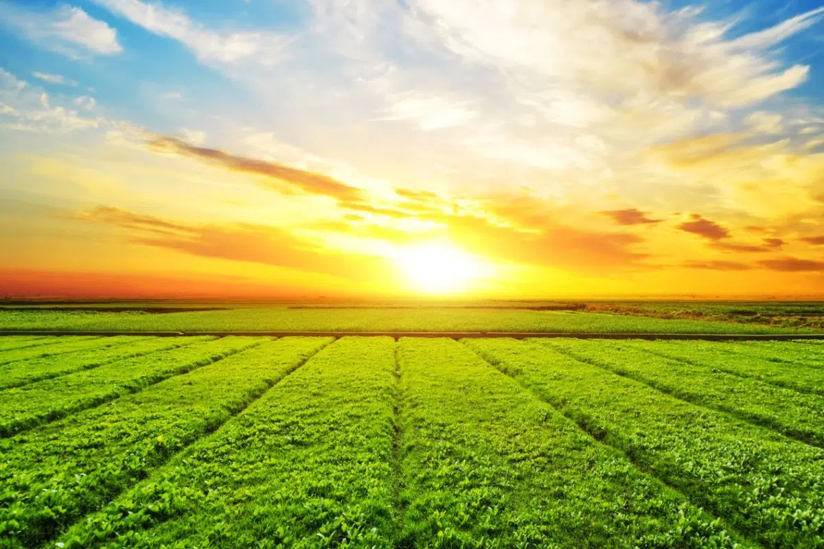 Des scientifiques américains tiennent une des plus grandes découvertes de l'Histoire humaine qui permettrait de nourrir 10 milliards d'êtres humains Des scientifiques américains tiennent une des plus grandes découvertes de l'Histoire humaine qui permettrait de nourrir 10 milliards d'êtres humains