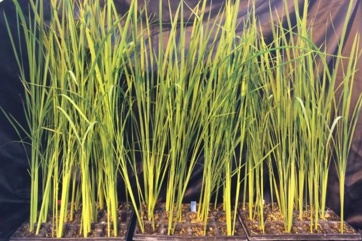 L’Italie tient une de ces innovations qui changent le destin de l'humanité : un riz capable de pousser dans l'espace et dans les lieux les plus inhospitaliers sur Terre L’Italie tient une de ces innovations qui changent le destin de l'humanité : un riz capable de pousser dans l'espace et dans les lieux les plus inhospitaliers sur Terre