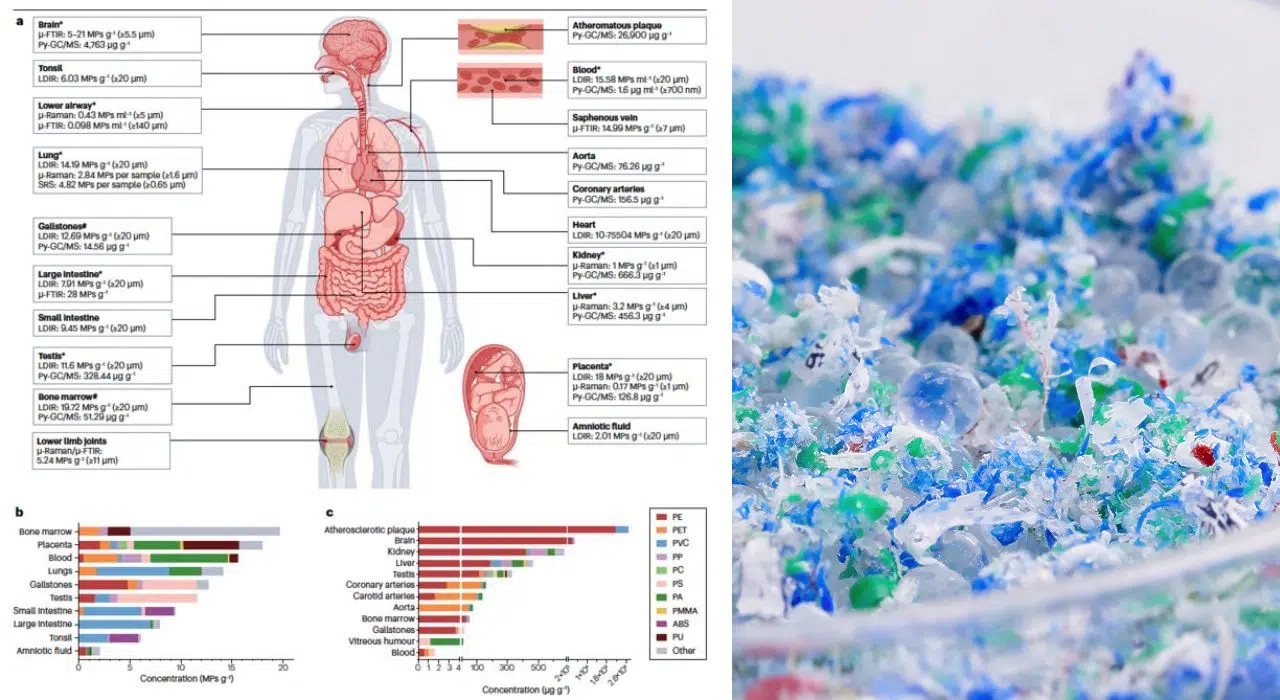 Microplastiques dans le corps humain pourquoi les mesurer reste un défi scientifique Microplastiques dans le corps humain pourquoi les mesurer reste un défi scientifique