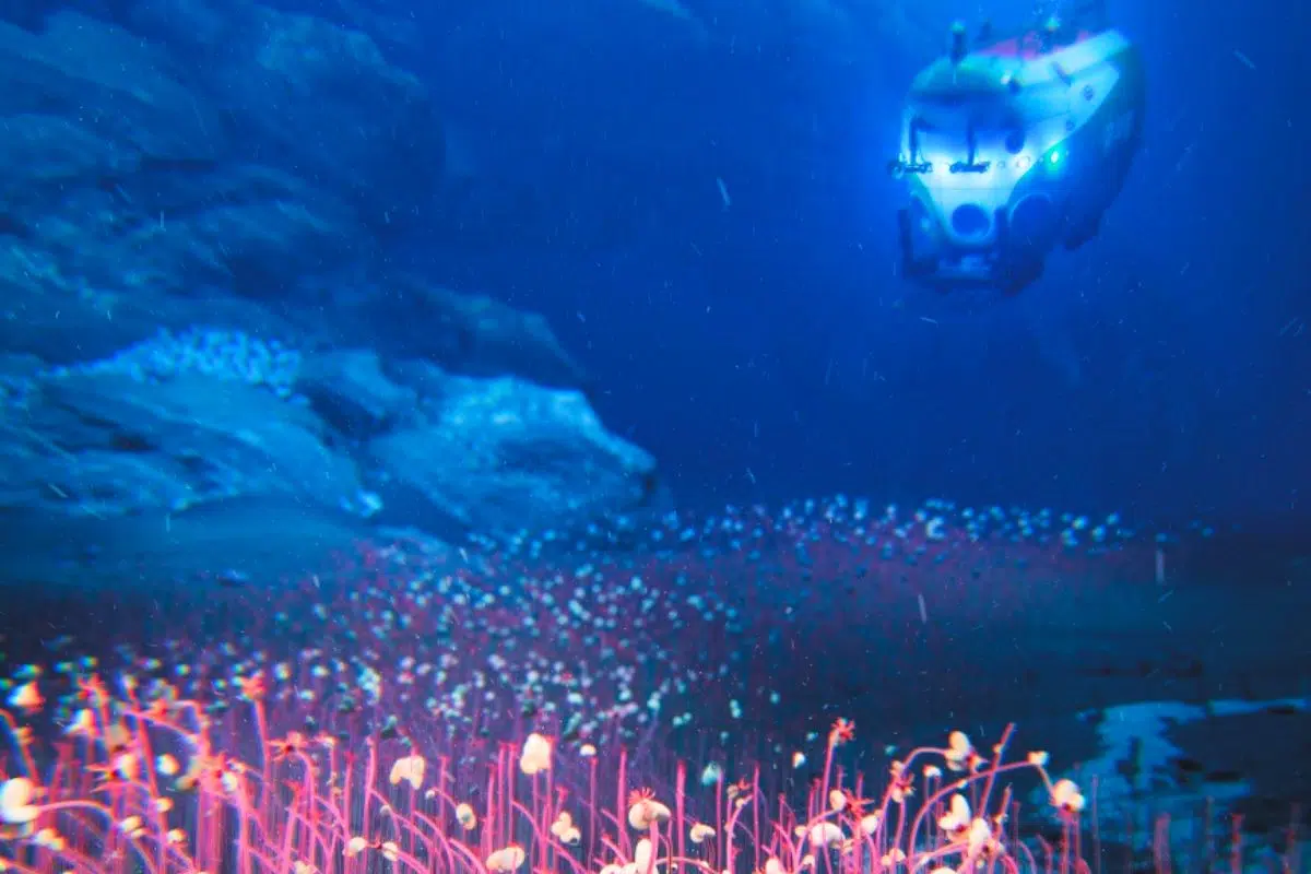 Des scientifiques chinois réalisent un exploit seulement réalisé 2x en 65 ans et découvrent d’étranges formes de vie à 9 450 mètres de profondeur Des scientifiques chinois réalisent un exploit seulement réalisé 2x en 65 ans et découvrent d’étranges formes de vie à 9 450 mètres de profondeur