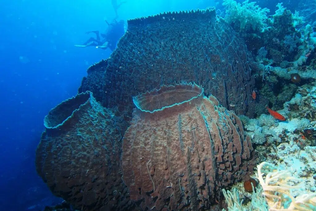 Les démosponges comme cette magnifique Xestospongia testudinaria occupent tous les environnements aquatiques de la Terre, des plaines abyssales aux eaux douces.