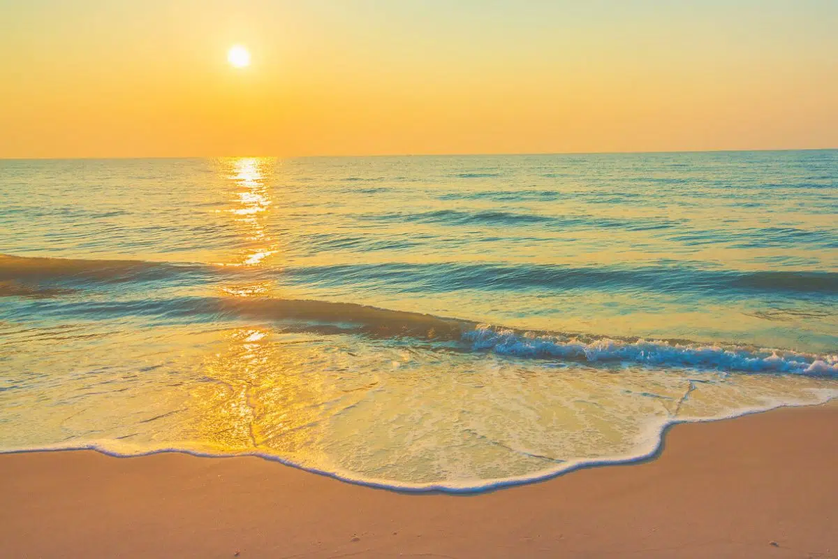 Le premier animal à être apparu sur Terre n'est pas la méduse mais vous le croisez aussi tous les étés en allant à la plage Le premier animal à être apparu sur Terre n'est pas la méduse mais vous le croisez aussi tous les étés en allant à la plage