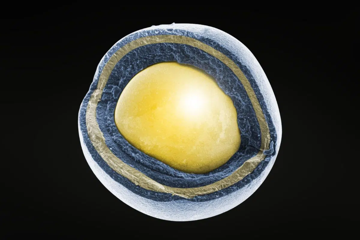 La France se lance dans la course au combustible nucléaire du futur avec un projet ambitieux à Romans-sur-Isère (Drôme) La France se lance dans la course au combustible nucléaire du futur avec un projet ambitieux à Romans-sur-Isère (Drôme)