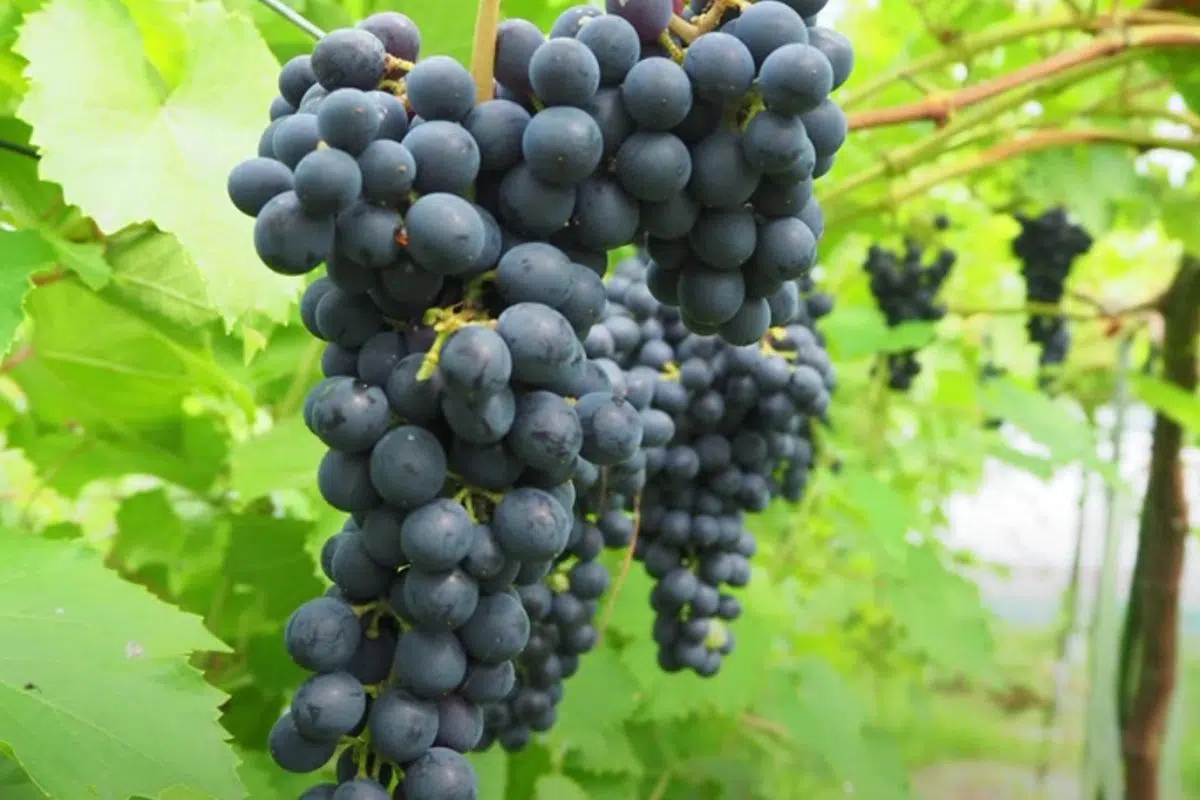 Le Japon dévoile un nouveau cépage pour concurrencer la France sur son Le Japon dévoile un nouveau cépage pour concurrencer la France sur son