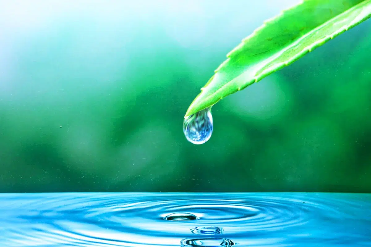 Enfin une bonne nouvelle pour nos rivières avec cette découverte qui permettre d'inverser la tendance dans nos eaux polluées Enfin une bonne nouvelle pour nos rivières avec cette découverte qui permettre d'inverser la tendance dans nos eaux polluées