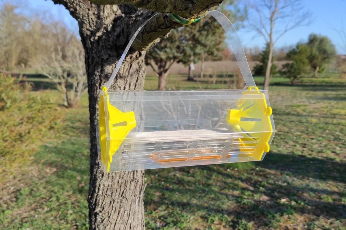 Personne n'y pense mais les nids de frelons asiatiques sont plein à craquer en Automne et c'est pourquoi c'est la saison idéale pour agir