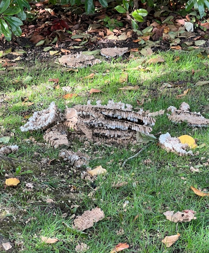 Le nid de frelons qui a provoqué la panique le 23 octobre à Valence d'Agen.