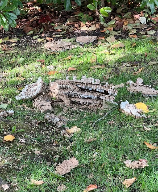 Le nid de frelons qui a provoqué la panique le 23 octobre à Valence d'Agen.