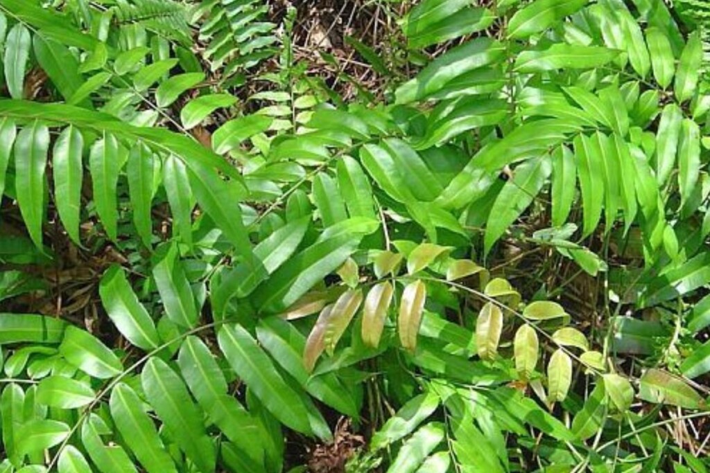 Une Blechnum orientale.