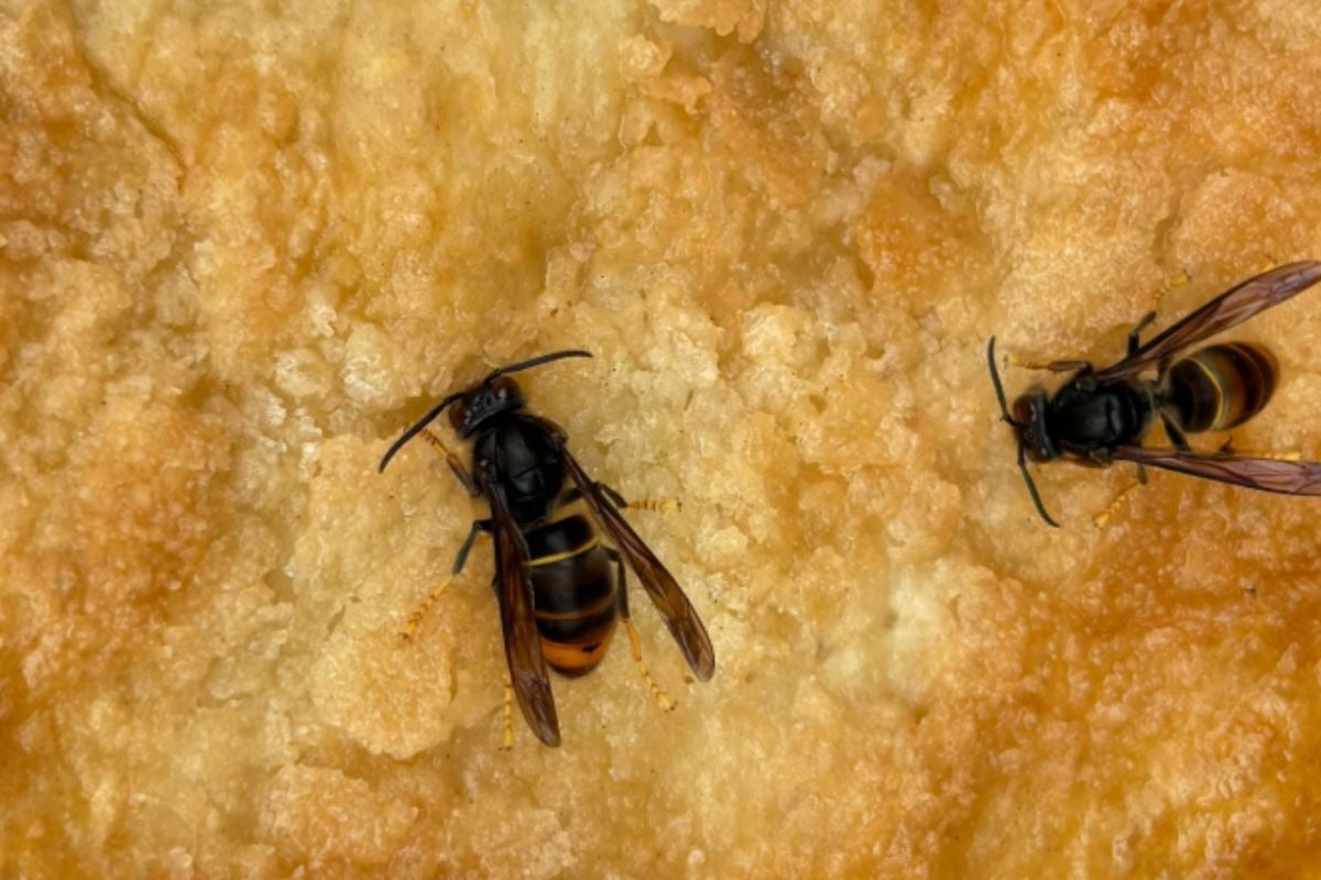 Les frelons asiatiques peuvent rester actifs jusqu'à fin novembre.