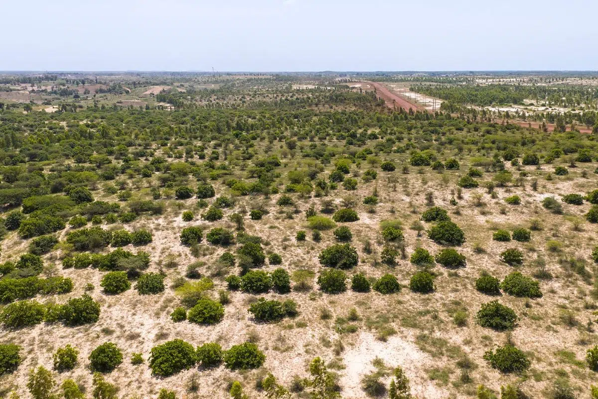 Ce géant français minier français et leader mondial du manganèse tient ses promesses envers le Sénégal en lui restituant 1000 hectares de dunes replantées Ce géant français minier français et leader mondial du manganèse tient ses promesses envers le Sénégal en lui restituant 1000 hectares de dunes replantées