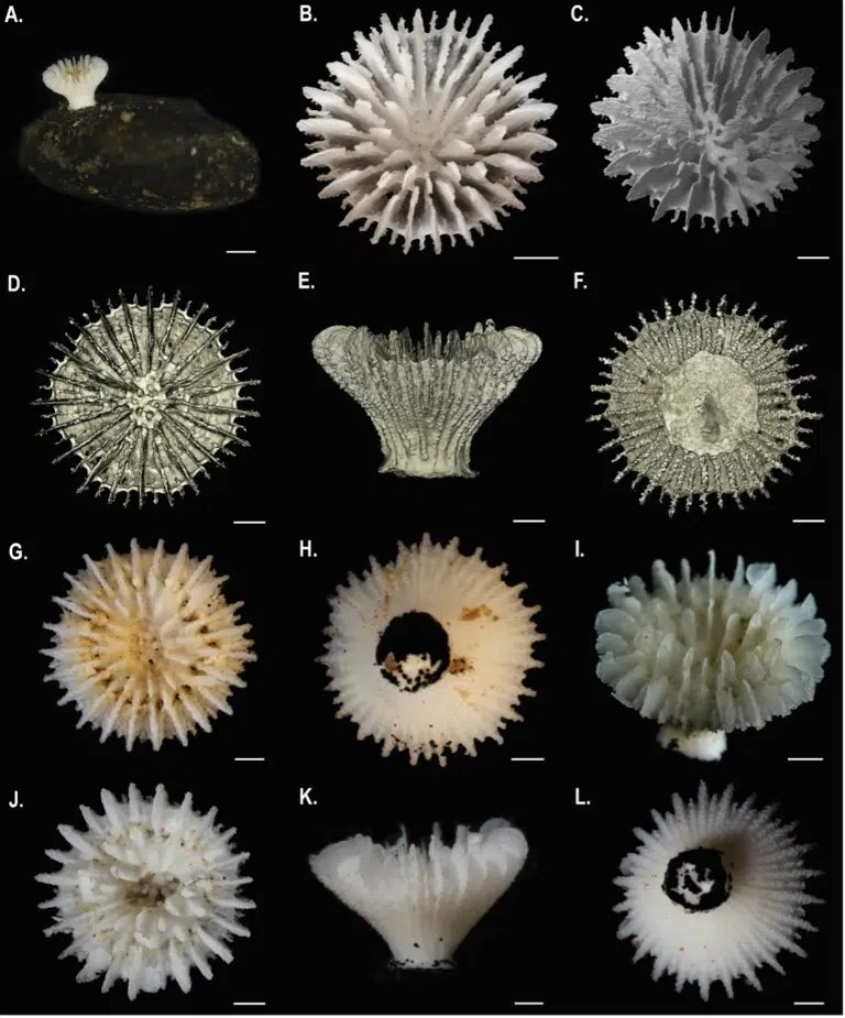 Les chercheurs ont identifié un nouveau corail solitaire fixé sur des nodules polymétalliques. Il a été nommé Deltocyathus zoemetallicus.Photo : Natural History Museum, Londres & Université de Göteborg
