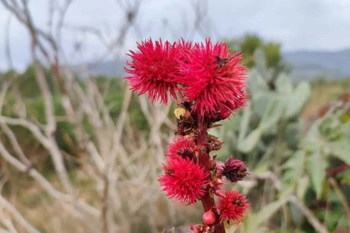 Ricin commun dont est issue la ricine.