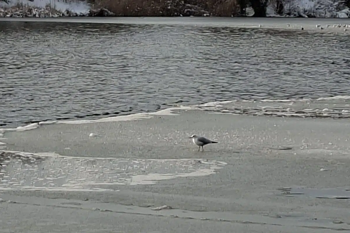 Non, ce n'est pas une photo prise au Canada mais bien c'est bien une mouette tranquillement en train de marcher sur le Lac de Créteil ce 07 janvier 2025 ! Crédit : Media24.fr)