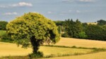 L'exemple du châtaignier pourrait relativiser le poids des abeilles dans la pollinisation des plantes
