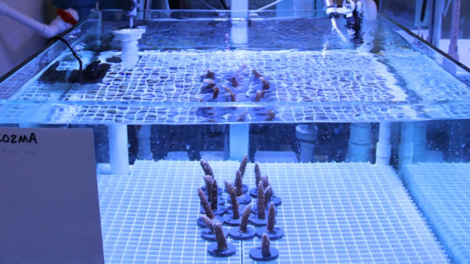 La France abrite la 4e plus grande réserve de corail au monde 10 % et une technique électrique américaine pourrait permettre de gagner du temps pour les sauver