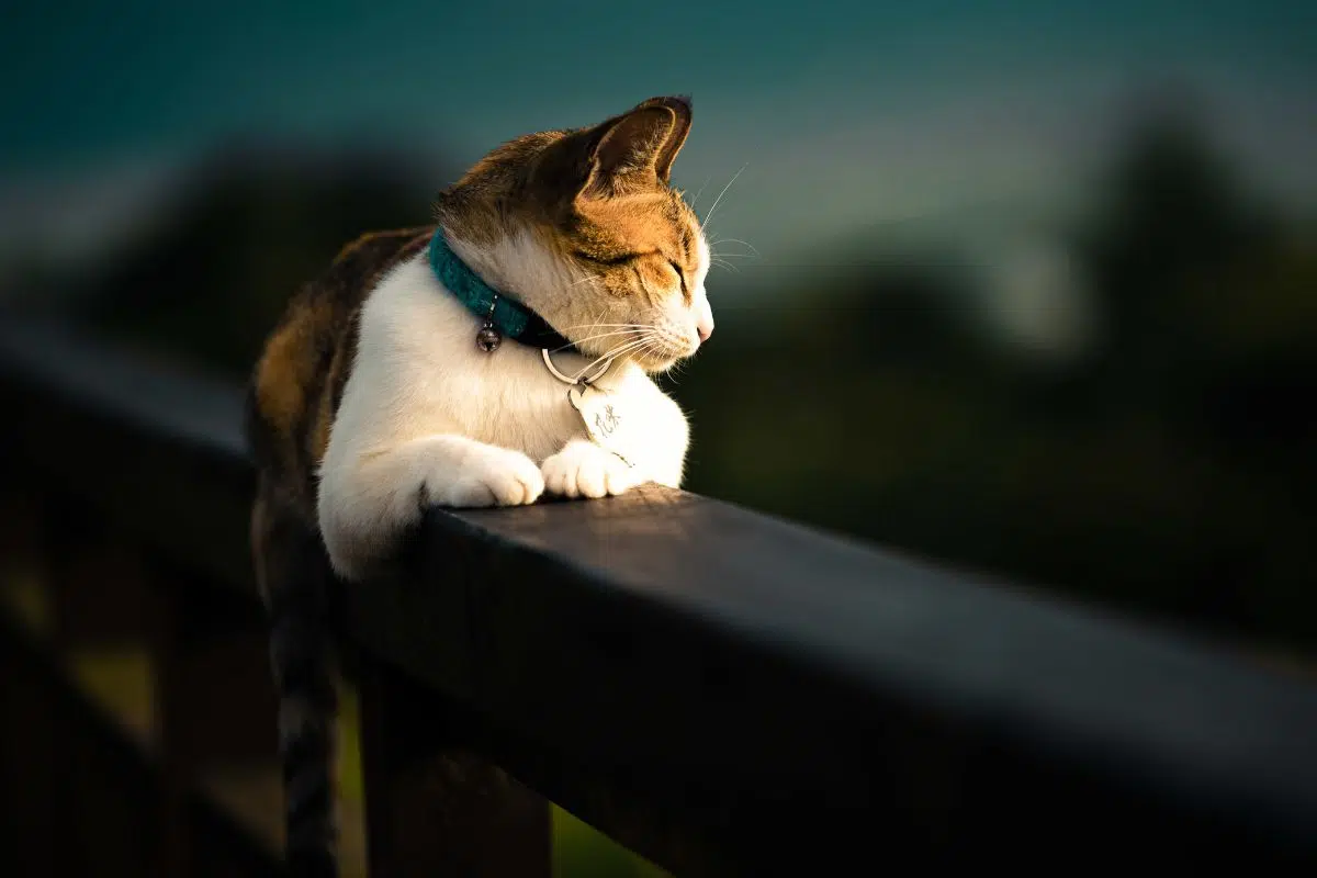 beau chat domestique portant sur une cloture (Freepik) beau chat domestique portant sur une cloture (Freepik)