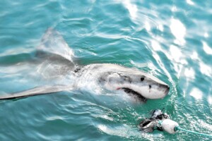 Grand requin blanc chassant un leurre de viande et pénétrant la surface de la mer. (Freepik)