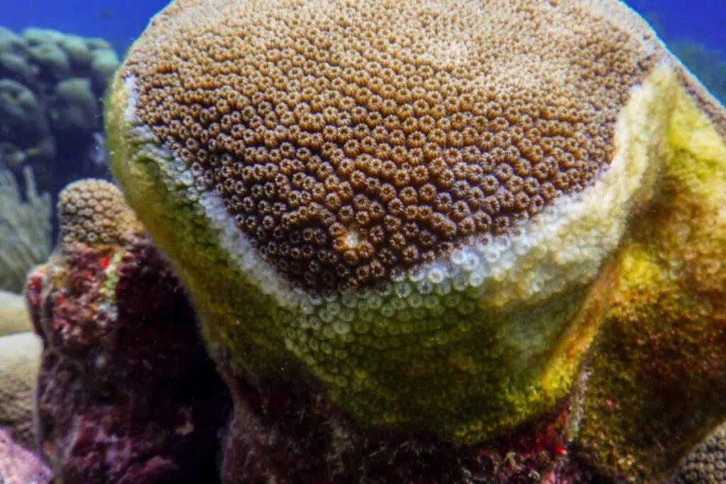 Lésion massive observée sur une colonie de corail cerveau (Orbicella faveolata) dans les Florida Keys.
