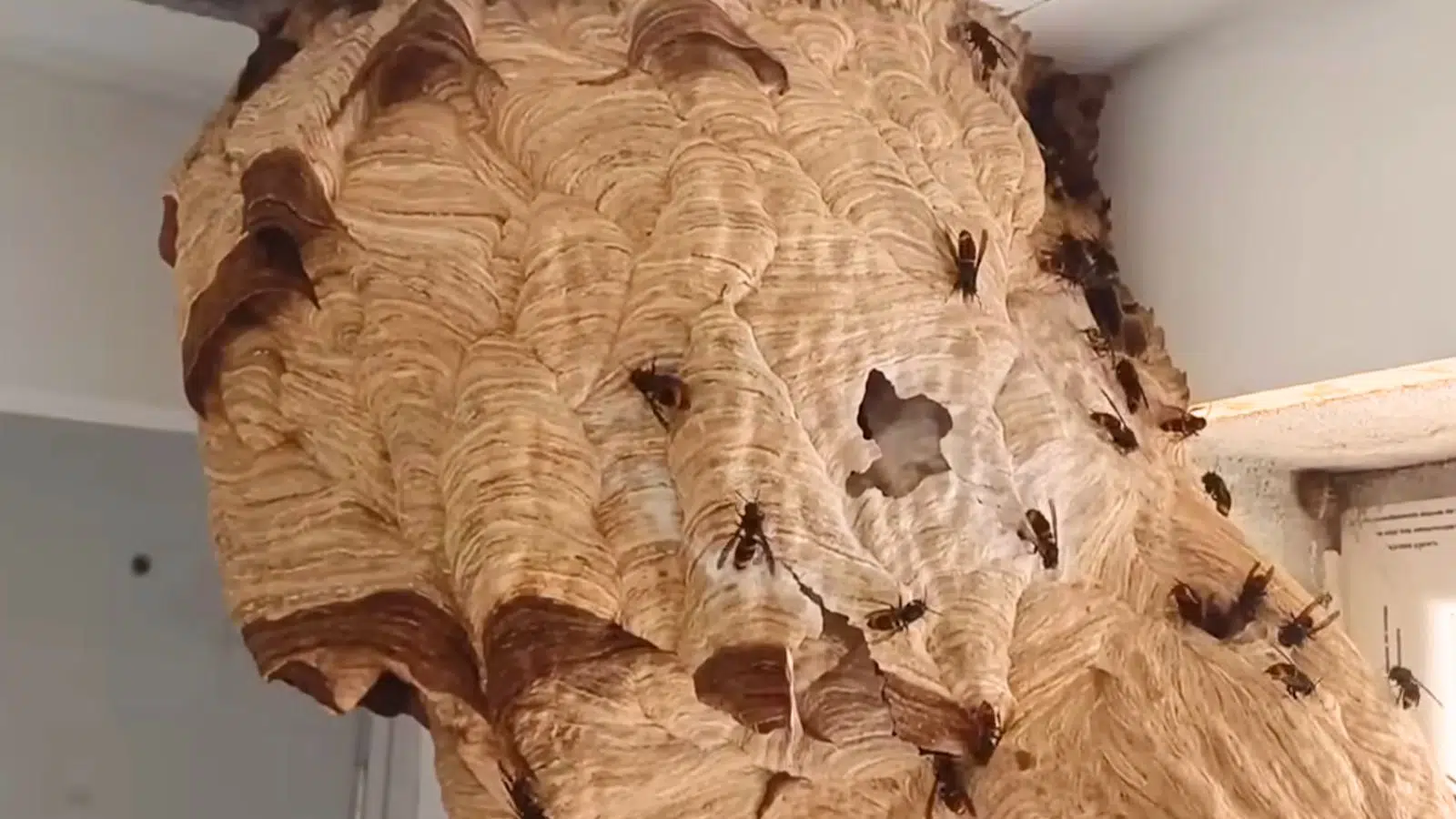 Détruire un nid de frelons asiatiques dès sa découverte serait contreproductif : une méthode contre-intuitive exploite la guerre que les reines se livrent entre elles