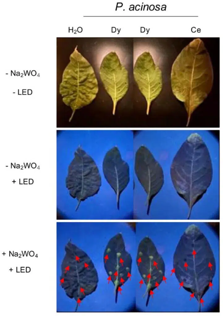 Cette expérience montre comment détecter à distance l’absorption de métaux par des feuilles de Phytolacca acinosa grâce à leur fluorescence.Des feuilles ont été exposées à différents éléments (eau, cérium, dysprosium), puis observées avec une simple caméra de smartphone sous lumière UV (LED à 275 nm). Sans traitement, les feuilles restent sombres. Mais après ajout d’un composé spécifique (Na₂WO₄) et exposition à la lumière, certaines zones se mettent à briller, révélant la présence du métal absorbé. Les flèches indiquent précisément les zones traitées, là où la fluorescence apparaît, preuve visuelle que la plante a bien capté le métal.