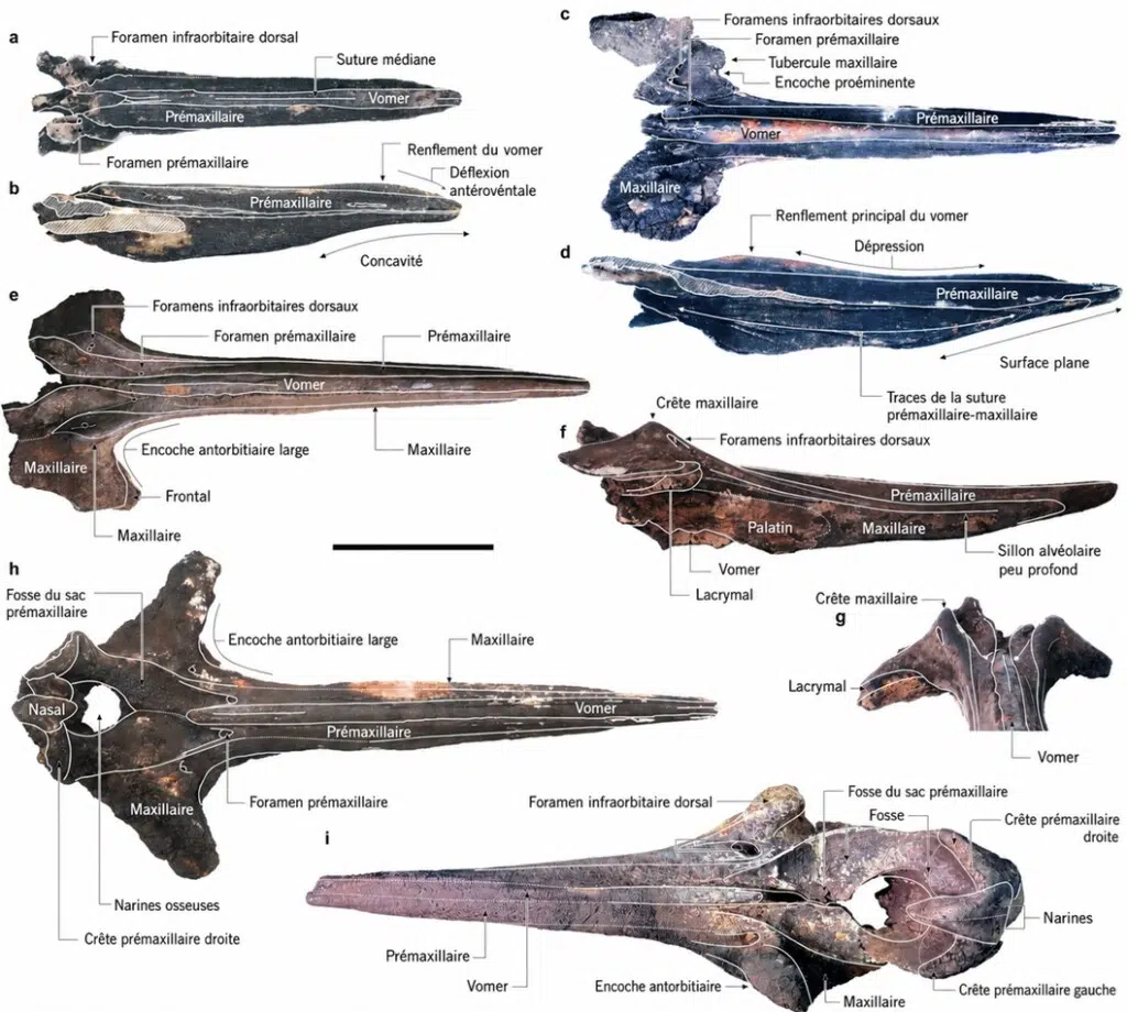 Crânes fossiles de baleines à bec provenant de la zone de Diamantina. (Image : IDSSE)