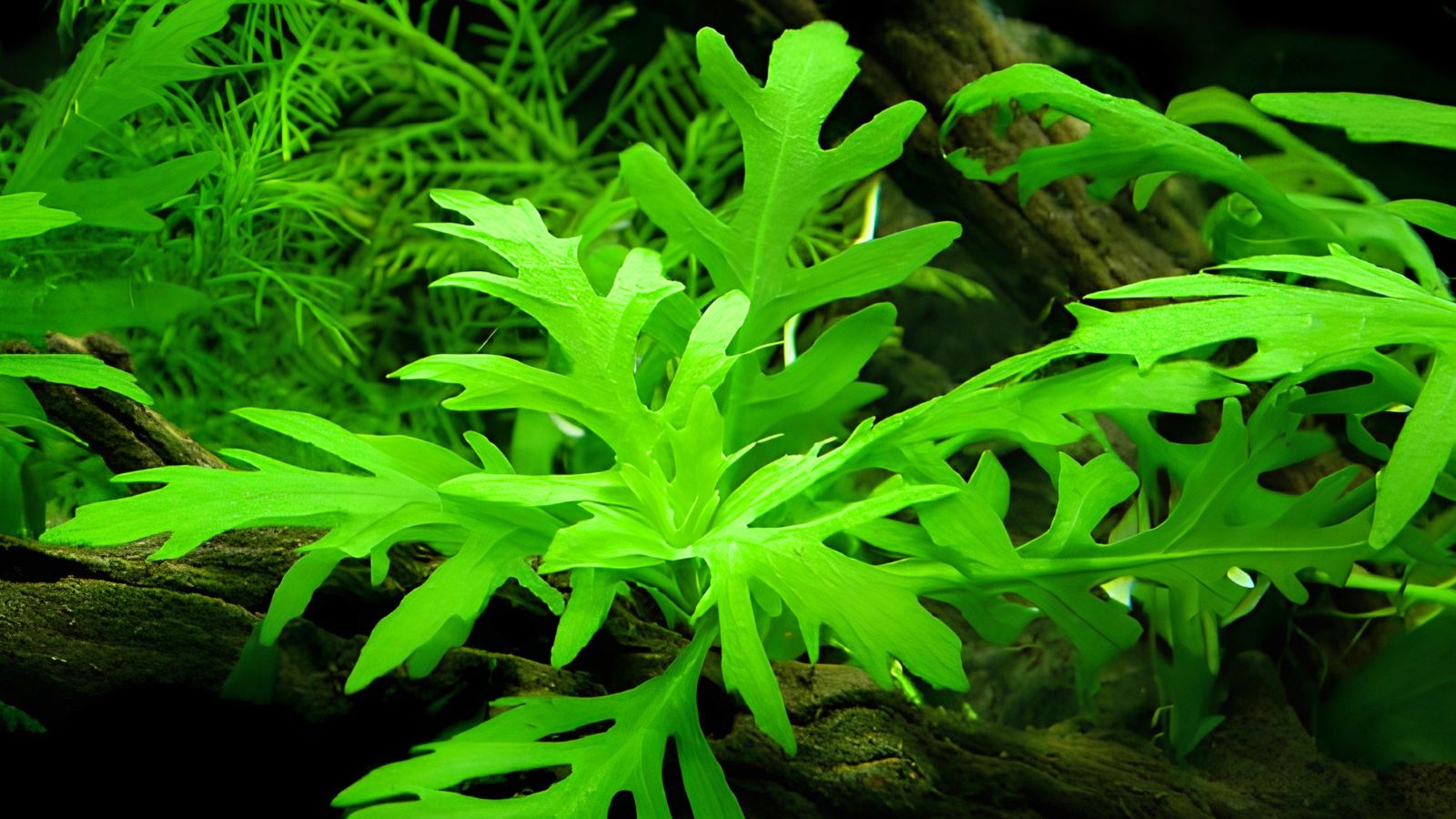 Découverte chinoise majeure pour l'humanité d'une plante qui pourrait donner la clé pour nourrir neuf milliards d'êtres humains en 2040 : la Hygrophila difformis Découverte chinoise majeure pour l'humanité d'une plante qui pourrait donner la clé pour nourrir neuf milliards d'êtres humains en 2040 : la Hygrophila difformis