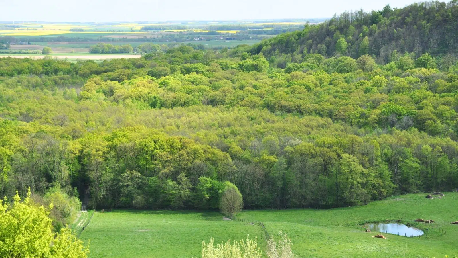 Non, ce n'est pas la canicule qui est en train de tuer les arbres des forêts françaises mais un dérèglement climatique plus subtil : la fin des saisons Non, ce n'est pas la canicule qui est en train de tuer les arbres des forêts françaises mais un dérèglement climatique plus subtil : la fin des saisons