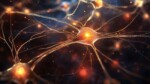 83 ans que la science sous-estimait la puissance du neurone humain qui s'avère être bien plus complexe que les réseaux artificiels de l'IA